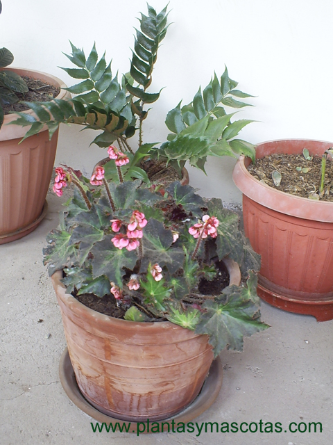 Begonias | Plantas y Mascotas